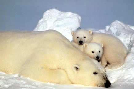 Appel en faveur des ours polaires, menacés par le réchauffement climatique | Biodiversité - @ZEHUB on Twitter | Scoop.it