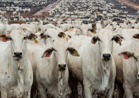 BRAZIL: Surpassing US as top beef producer, easing global supply squeeze | AM&Eacute;RIQUES | Scoop.it