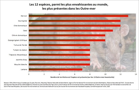 Mouche blanche, poisson-lion ou rat noir, les envahisseurs qui menacent l'Outre-mer | EntomoNews | Scoop.it