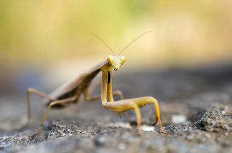 Biodiv'Cévennes : L'atlas du Parc national des Cévennes | Insect Archive | Scoop.it