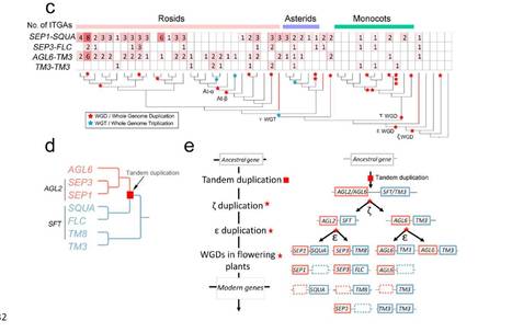 Phylogenomic Synteny Network Analysis of MADS-Box Transcription Factor Genes Reveals Lineage-Specific Transpositions, Ancient Tandem Duplications, and Deep Positional Conservation | The Plant Cell | Scoop.it