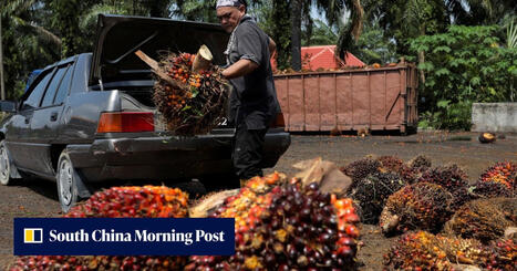 INNOVATIONS: Palm oil to cool data centres?&nbsp; | INNOVATIONS | Scoop.it