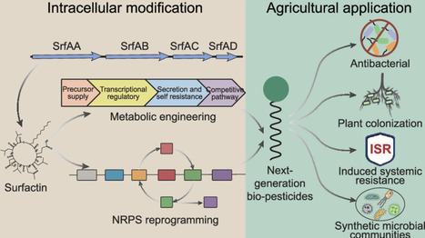 From Biosynthetic Mechanisms to Rational Design of Next-Generation Surfactin Biopesticides: A Review | acs | RMH | Scoop.it