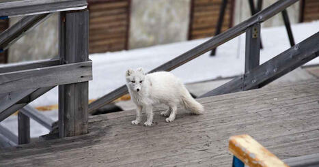 Suomeen syntyi viime vuonna kolme naalipentuetta &ndash; retkeilij&auml;t t&ouml;rm&auml;nneet el&auml;imiin satunnaisesti er&auml;maassa | Lappi | Yle | 1Uutiset - Lukemisen t&auml;hden | Scoop.it