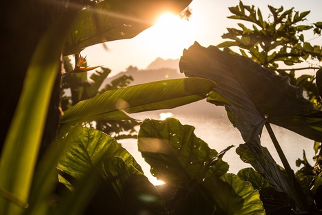 Plantes - Dissiper l’énergie lumineuse en excès sous forme de chaleur pour se protéger : lumière sur les mécanismes moléculaires | I2BC Paris-Saclay | Scoop.it