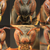 Motherf*cking Wasps Recognize Each Other By Their Faces | Strange days indeed... | Scoop.it