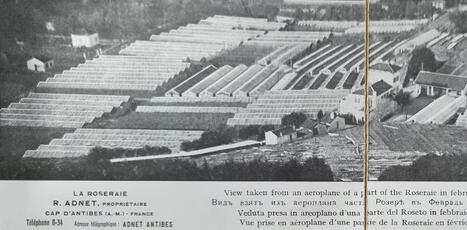 Des roses en hiver&nbsp;: aux racines d&rsquo;un mod&egrave;le industriel | HORTICULTURE | Scoop.it