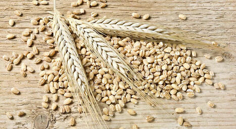 Russian wheat exports may drop to 40.7 mln tons | MED-Amin network | Scoop.it