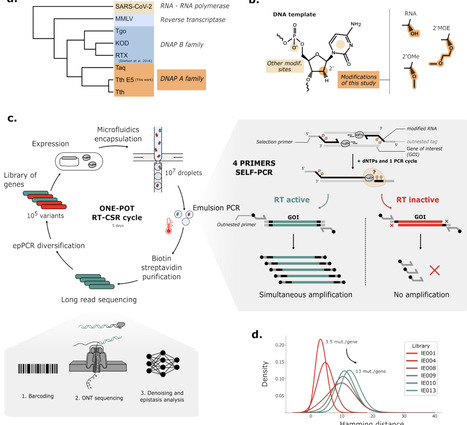 Directed evolution of a thermostable family-A DNA polymerase into a reverse transcriptase for 2'-modified RNA | brvsb | RMH | Scoop.it