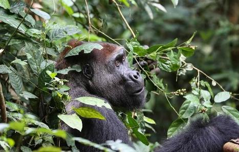 Une étude colossale réalisée en Afrique révèle que les gorilles et chimpanzés y sont plus nombreux que prévu, mais que 80 % vivent en dehors des zones protégées | Agir pour la biodiversité ! | Scoop.it