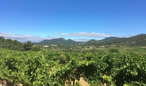 Dans les vignes de l'Hérault (3/4) A pied autour de Montpeyroux | Mon passeport pour le monde | Gastronomie - Oenotourisme en Languedoc | Scoop.it