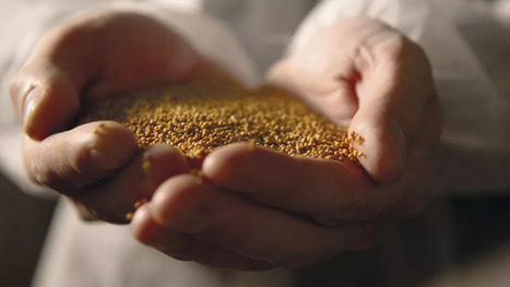 ALIMENTATION : Quand le nez vient à la moutarde | ALIMENTATIONS | Scoop.it