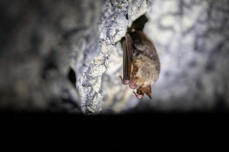 Les guanos de chauve-souris, des archives naturelles pour comprendre le déclin de la biodiversité | Biodiversité | Scoop.it