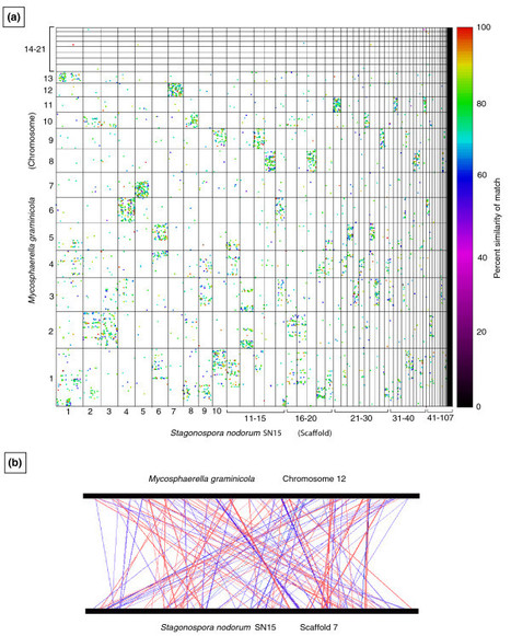 Genome Biology: A novel mode of chromosomal evolution peculiar to filamentous Ascomycete fungi | Plant Pathogenomics | Scoop.it