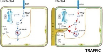 Traffic: Rerouting of plant late endocytic trafficking towards a pathogen interface (2014) | Publications from The Sainsbury Laboratory | Scoop.it