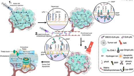 A Bioorthogonal and Programmable Bacterial Delivery System for Spatiotemporally Targeted Therapy of Solid Tumors | RMH | Scoop.it