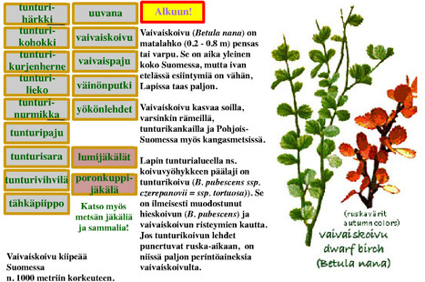 Tunturikasvit T - Ö | 1Uutiset - Lukemisen tähden | Scoop.it