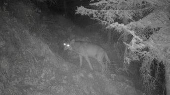 Replay 13h15, le dimanche... - Le retour du loup - France 2 | Biodiversité | Scoop.it