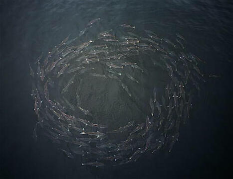 Ghosts of the Pacific, A White Sea Bass Story Tickets, Sat, Nov 16, 2024 at 7:00 PM | Soggy Science | Scoop.it