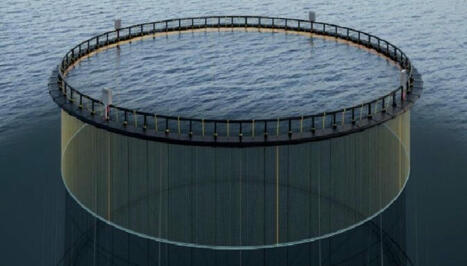 INNOVATIONS: Electric fish fence is a current favourite in Norway | INNOVATIONS | Scoop.it