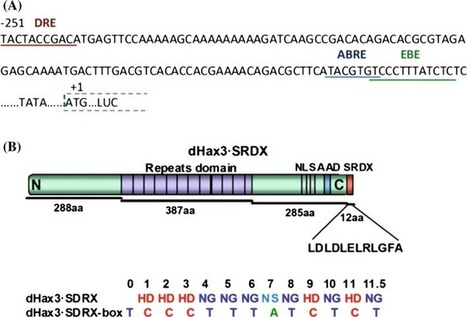 Targeted transcriptional repression using a chimeric TALE-SRDX repressor protein - Plant Mol. Biol. | TAL effector science | Scoop.it