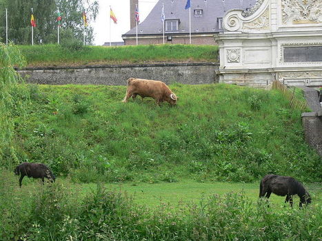 Le sauvage gagne Grenoble -  Le magazine de la Ruche Qui Dit | Nature en ville | Scoop.it