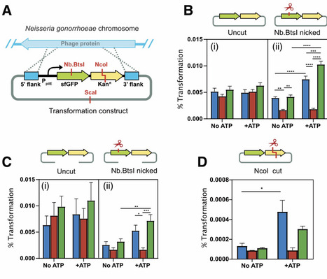 DNA ligase Lig E increases transformation with damaged extracellular DNA | brvm | RMH | Scoop.it