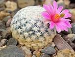 IUCN - Illegal trade contributes to placing cacti among world&rsquo;s most threatened species &ndash; IUCN Red List | Biodiversit&eacute; | Scoop.it