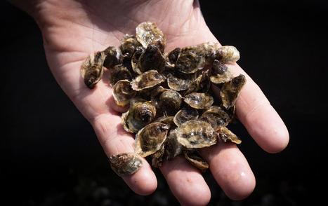 AQUACULTURE : l’intelligence artificielle au service de la filière | Revue de presse - Club DEMETER | Scoop.it