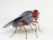 How the fly flies | Laboratory News | Science News | Scoop.it