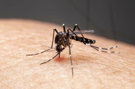 U.S. Advises Older Travelers to Avoid Chikungunya Vaccine | Virus World | Scoop.it
