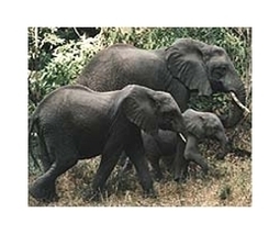 Gabon bans large-calibre arms to stem elephant poaching now at 20,000+ in past decade | BIODIVERSITY IS LIFE  – | Scoop.it