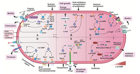 Cyclic di-GMP in E. coli: Roles in pathogenesis, host-pathogen interactions, and therapeutic potentials | mre | RMH | Scoop.it