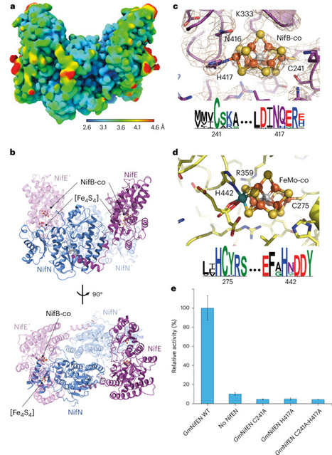 Dynamics driving the precursor in NifEN scaffold during nitrogenase FeMo-cofactor assembly  | Plant-Microbe Symbiosis | Scoop.it