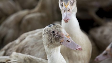 Grippe aviaire : les producteurs de foie gras se mobilisent contre les préconisations du CIFOG - France 3 Nouvelle-Aquitaine | Le Fil @gricole | Scoop.it