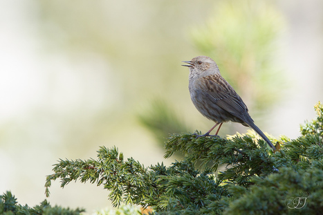 Observations ornithologiques en réserve du Néouvielle le 20 mai 2017 | Vallées d'Aure & Louron - Pyrénées | Scoop.it
