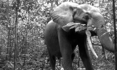 Extinction Ahead : Two-thirds of forest elephants killed by ivory poachers in past decade | BIODIVERSITY IS LIFE  – | Scoop.it