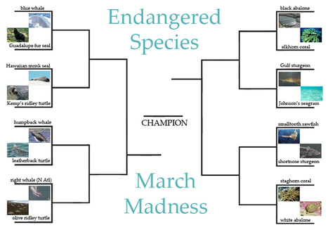Endangered Species March Madness | Endangered species | Scoop.it