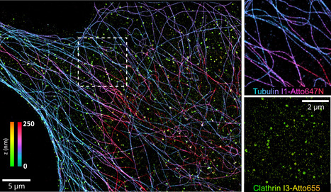 La brillance des mol&eacute;cules uniques ouvre une nouvelle dimension pour l&rsquo;imagerie super-r&eacute;solue en biologie | Life Sciences Universit&eacute; Paris-Saclay | Scoop.it