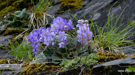 Ramondia fine fleur des Pyrénées | Vallées d'Aure & Louron - Pyrénées | Scoop.it