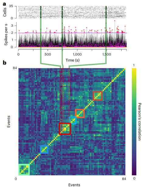 Motifs de d&eacute;charge r&eacute;currents dans le cortex c&eacute;r&eacute;bral | Life Sciences Universit&eacute; Paris-Saclay | Scoop.it