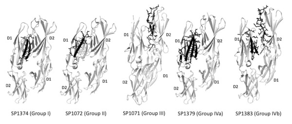 Camouflaging Endovascular Stents with an Endothelial Coat Using CD31 Domain 1 and 2 mimetic Peptides | Neurovascular Intervention | Scoop.it