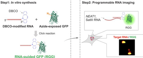 Development of programmable RNA imaging with RNA-guided GFP via click chemistry | nar | RMH | Scoop.it
