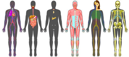 InnerBody. Anatomía on line | Educación Física. Compartiendo en la Red | Scoop.it
