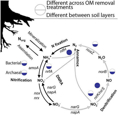 Effects of timber harvesting on the genetic potential for carbon and nitrogen cycling in five North American forest ecozones | RMH | Scoop.it