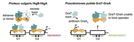 Antitoxin control of optimal transcriptional repression in the atypical HigB–HigA toxin–antitoxin system from Proteus vulgaris | nar | RMH | Scoop.it