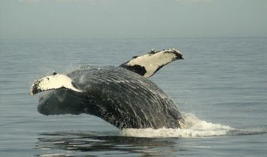 Des chercheurs prouvent les effets néfastes du bruit des navires sur la santé des baleines | zegreenweb | Pastoralisme Ours Loups Lynx | Scoop.it