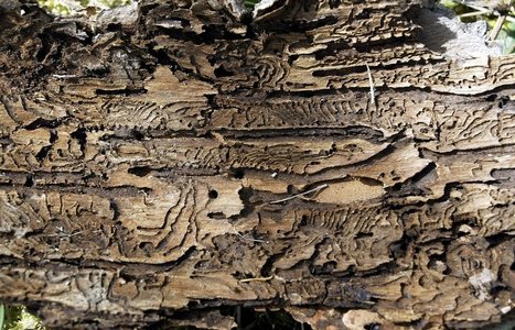 Les for&ecirc;ts ne vont pas mourir mais elles vont terriblement changer | Une semaine d'actu - Newsletter de veille de l'AURH | Scoop.it
