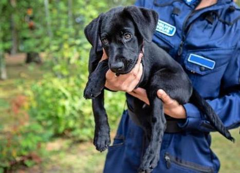 Vuh, minusta tulee huumekoira! Labradorinnoutajan pentu Kukka pys&auml;ytt&auml;&auml; tulevaisuudessa rikollisia &ndash; supers&ouml;p&ouml;t kuvat ja video! | Seiska | 1Uutiset - Lukemisen t&auml;hden | Scoop.it