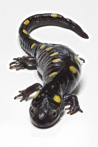 Do salamanders hold the solution to regeneration? | KurzweilAI | Longevity science | Scoop.it